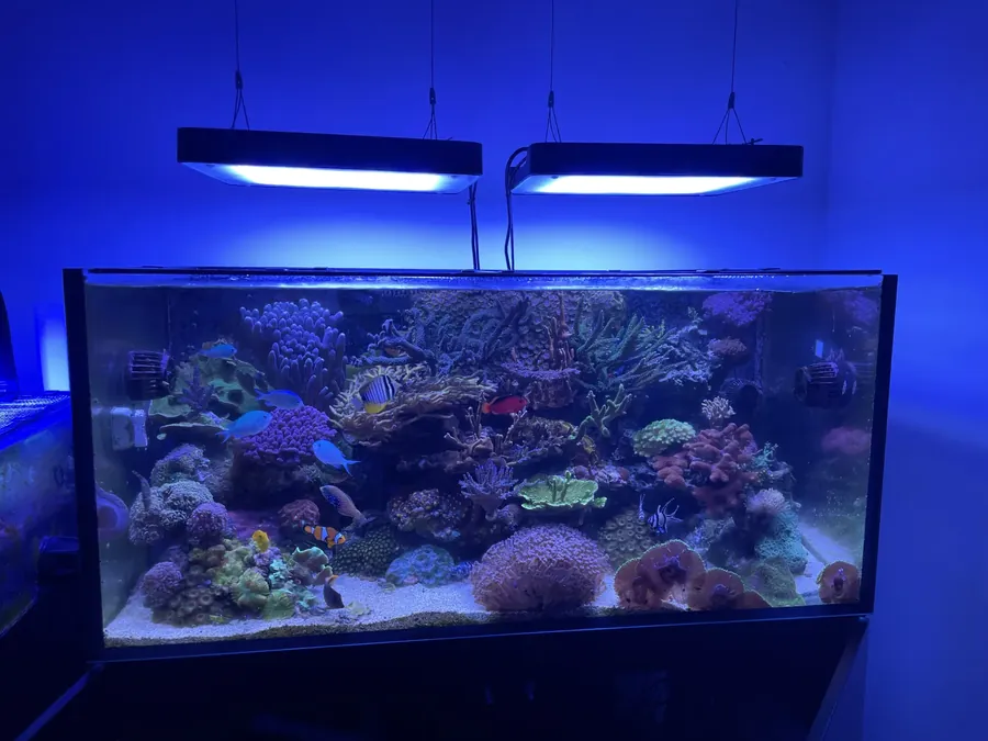 Ons zee-aquarium met koralen en vissen onder blauwe LED-verlichting